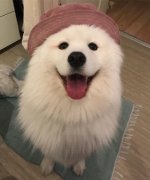薩摩亞，求好心人領(lǐng)養(yǎng)